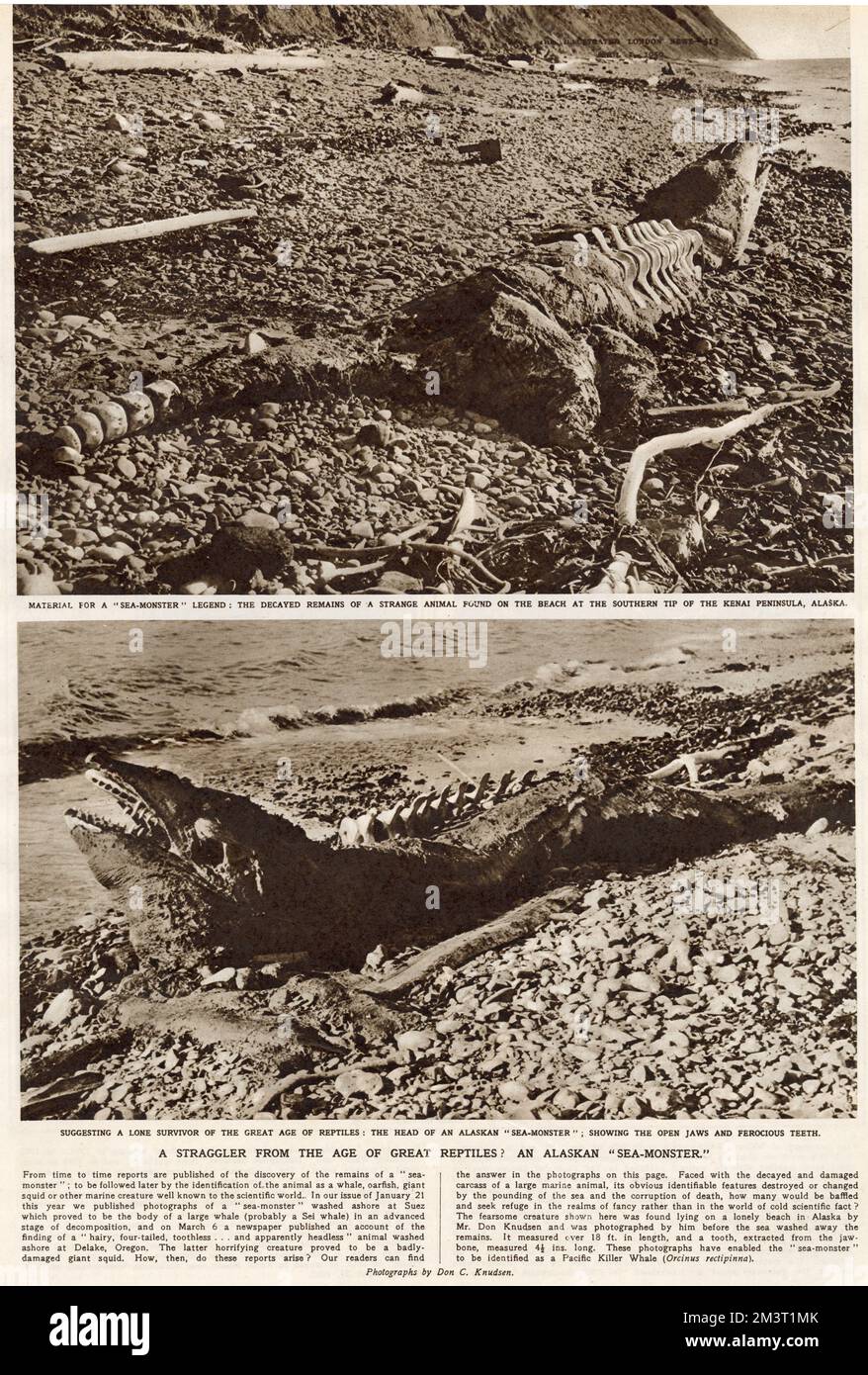 Pagina dal notiziario illustrato di Londra che riporta sulla scoperta dei resti di aa 'mostro' sulla penisola di Kenai. 1950 Foto Stock