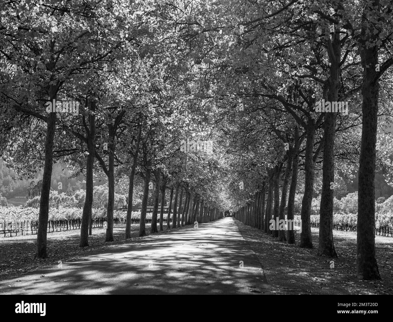 Una fila di alberi decidui con tettoia autunnale, vigneti della Napa Valley, California Foto Stock