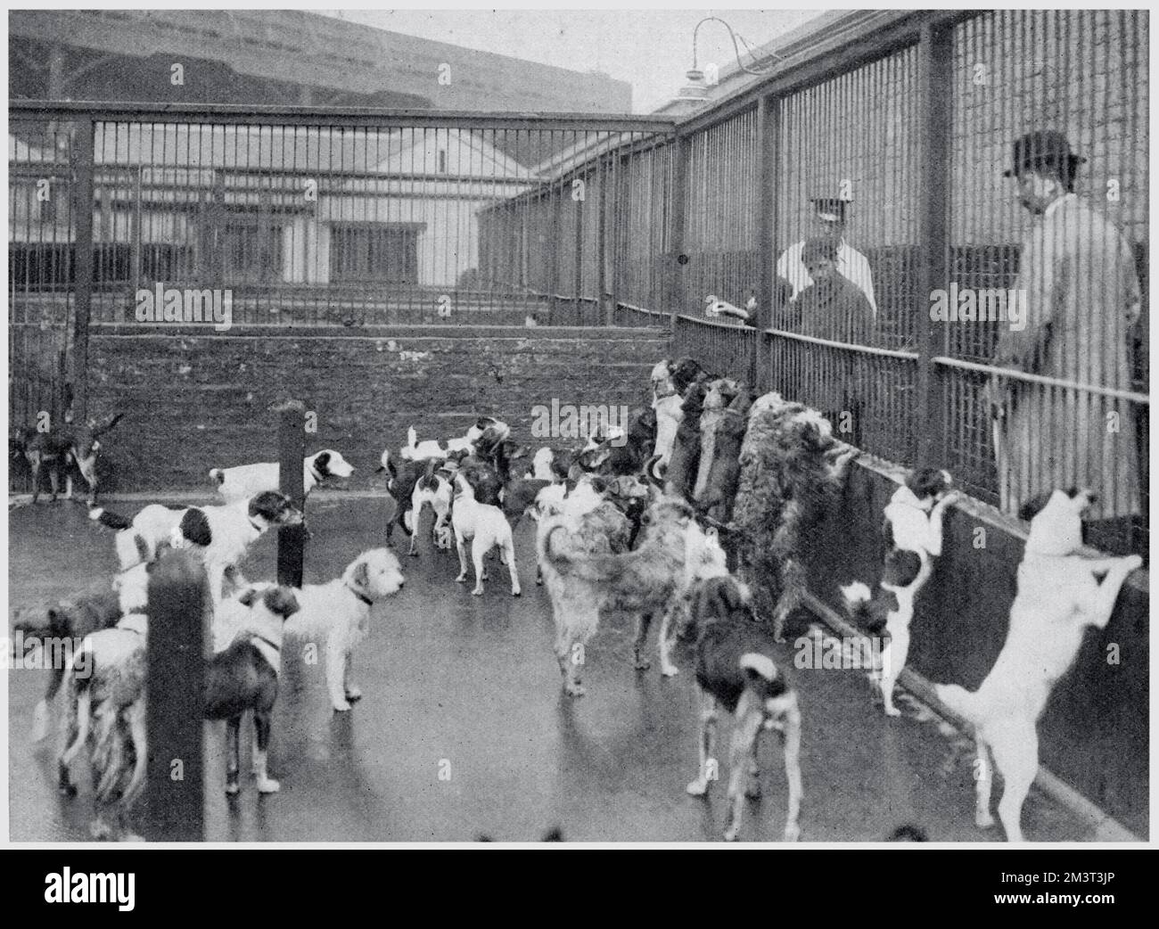 Centinaia di cani randagi arrivarono a Battersea Dogs Home, facendo sì che il rifugio fosse a sua piena capacità. I cani sono stati tenuti per una settimana, in modo che il proprietario potrebbe trovarli, o adottati prima di essere inviati alla camera letale. Foto Stock