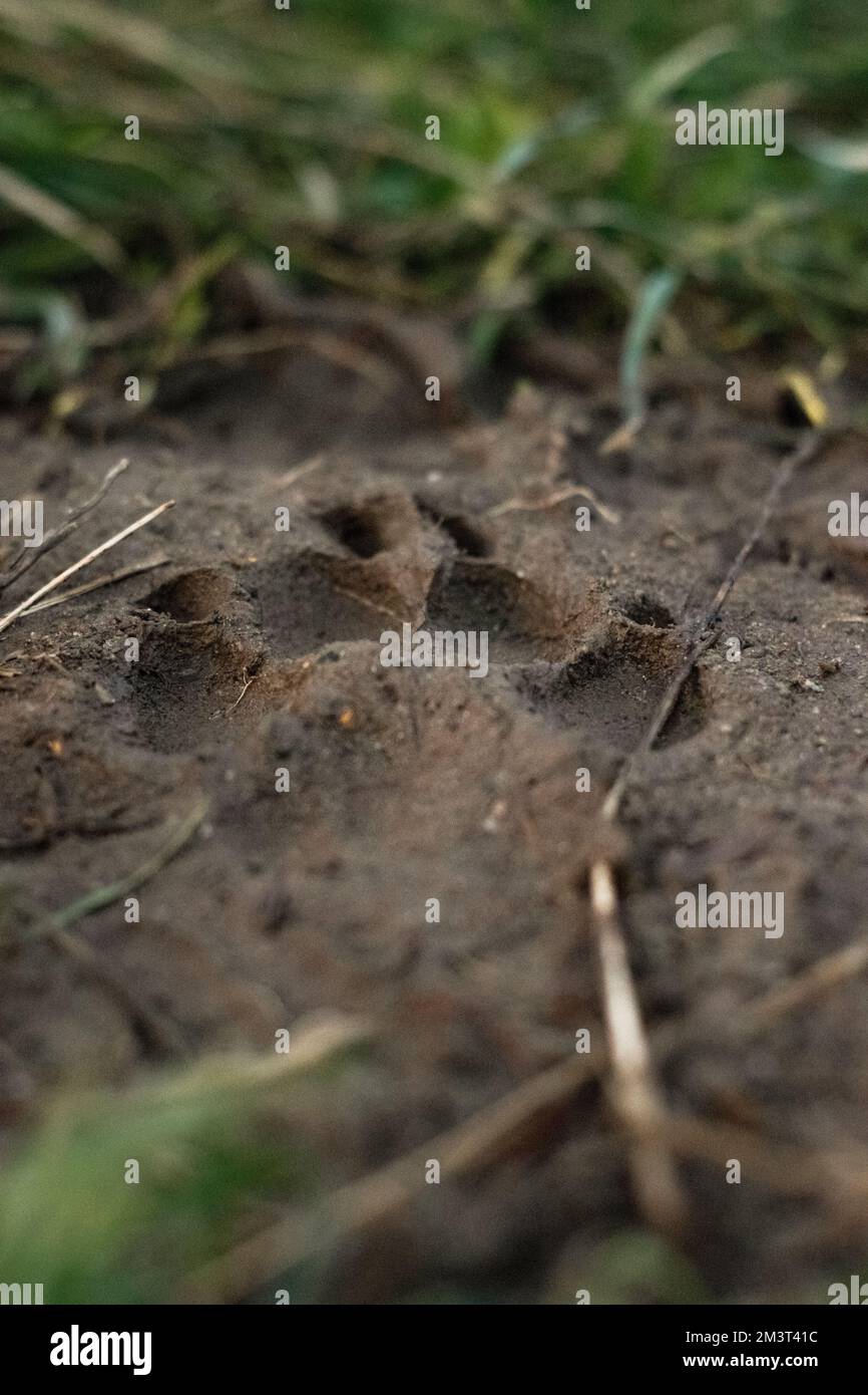 Footprint animale sporco Foto Stock