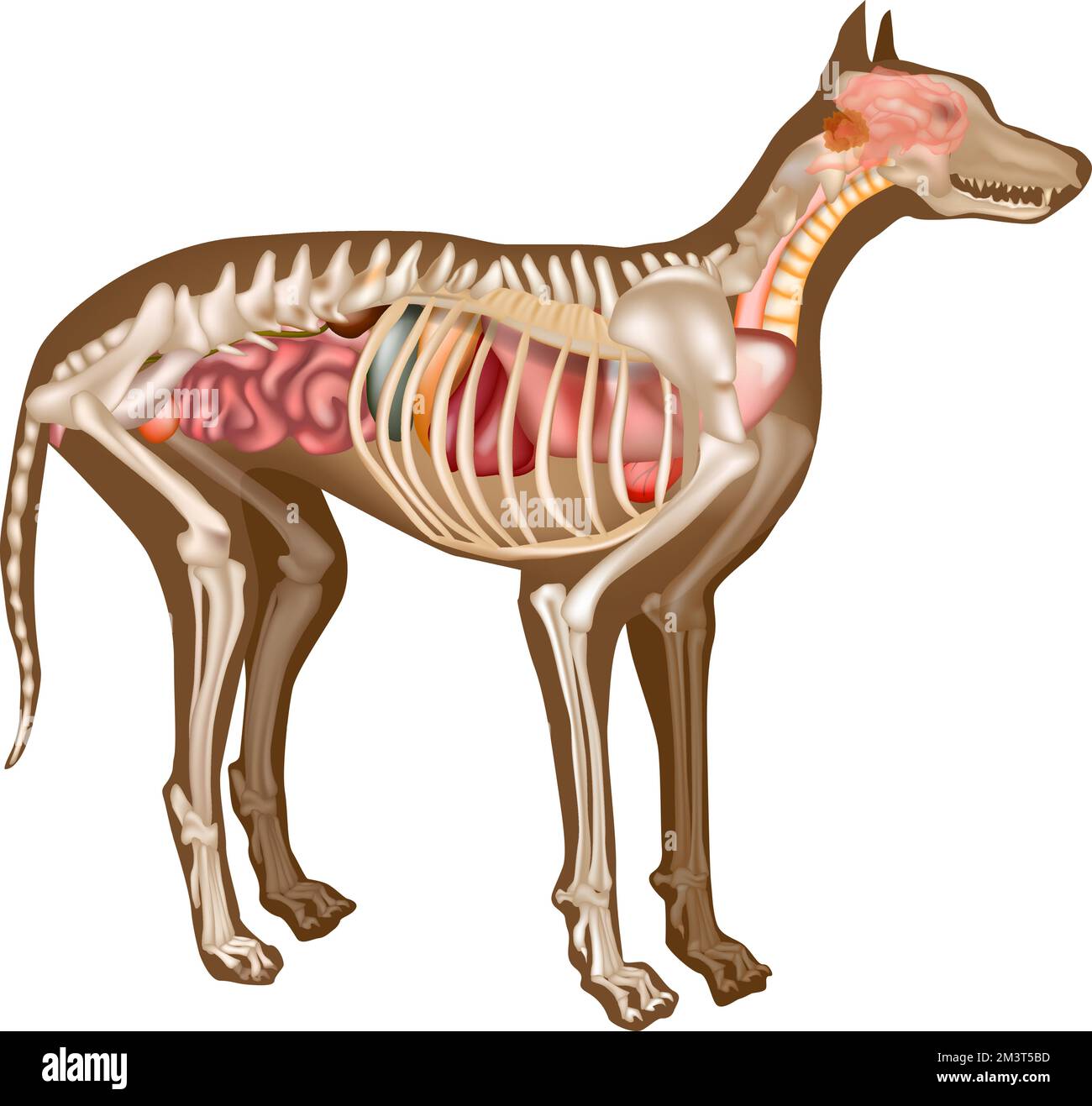 Grafico anatomico interno canino. Anatomia del cane con illustrazione del vettore di esame della struttura interna dell'organo. Scheletro canino veterinario. Illustrazione Vettoriale