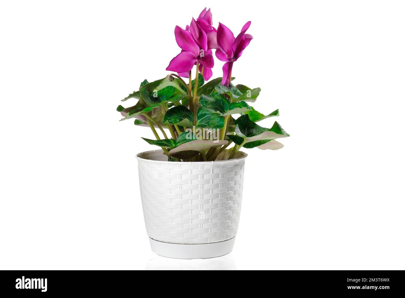 Fiore di ciclamino rosa in vaso isolato su fondo bianco Foto Stock