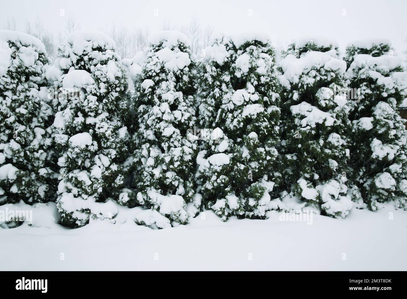 Uno scenario invernale con le verdeggianti dhuds sotto la neve Foto Stock