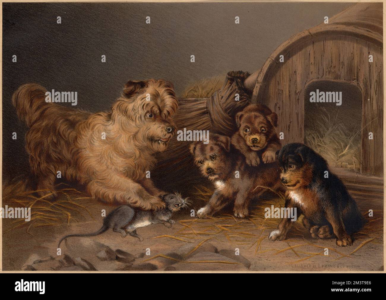 Scotch terrier e cuccioli, cani, ratti. Louis Prang & Company Collection Foto Stock