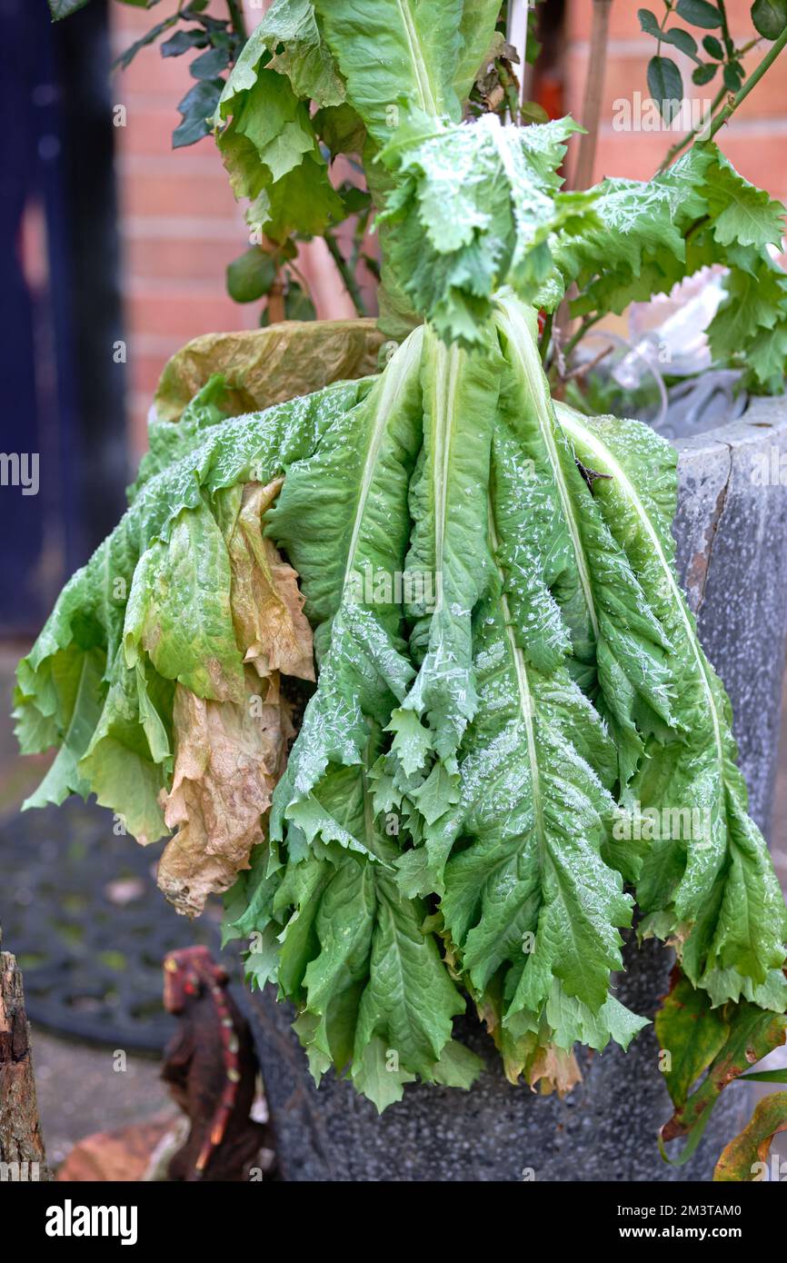 Pianta a foglia larga che appassisce nel gelo Foto Stock