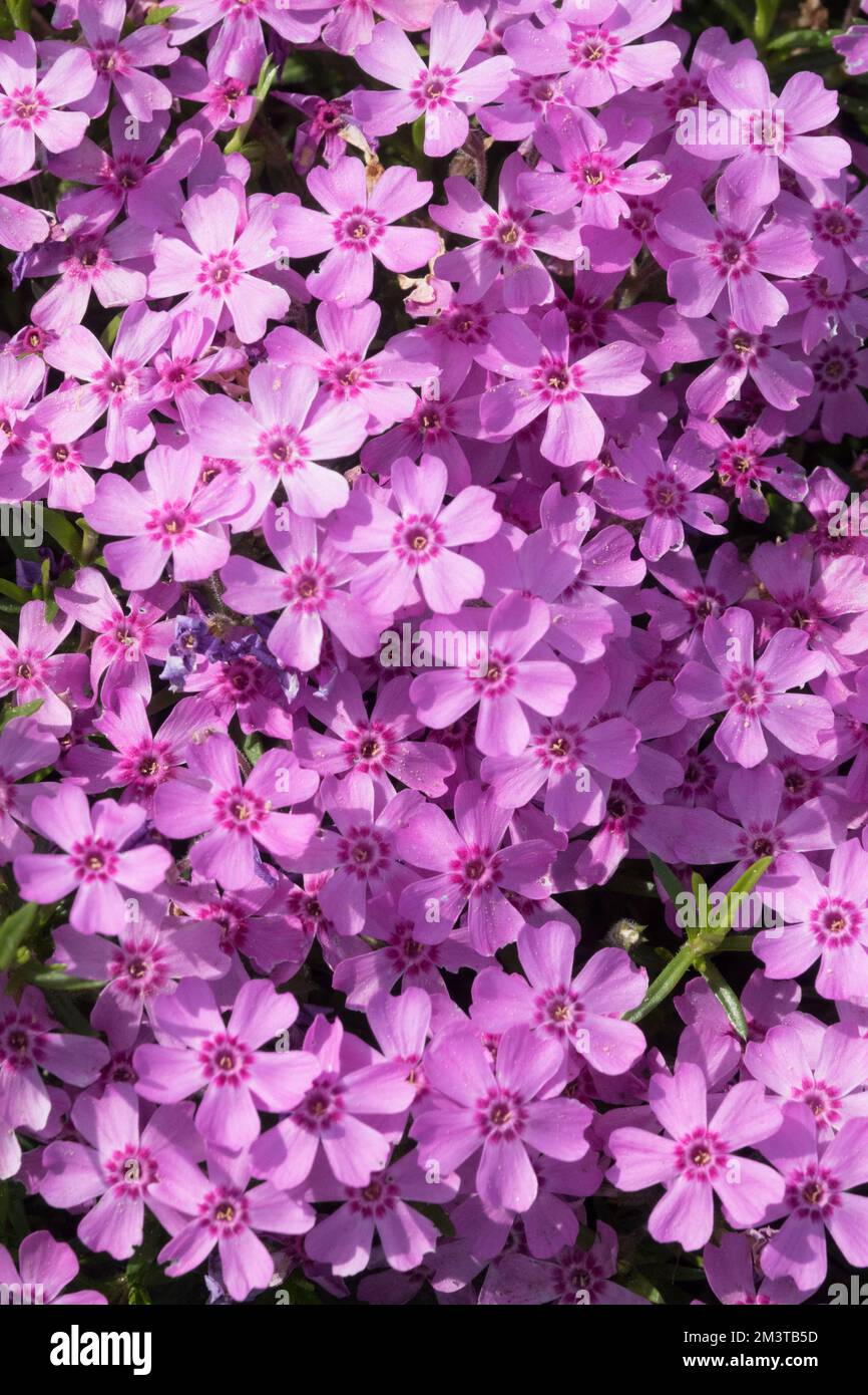 Flox rosa, Phlox 'Zwergenreppich', strisciante, Phlox subulata, Decumbent, Nano, Phlox strisciante, Creeper Foto Stock Flox rosa, Phlox 'Zwergenreppich', strisciante, Phlox subulata, Decumbent, Nano, Phlox strisciante, Creeper Foto Stock