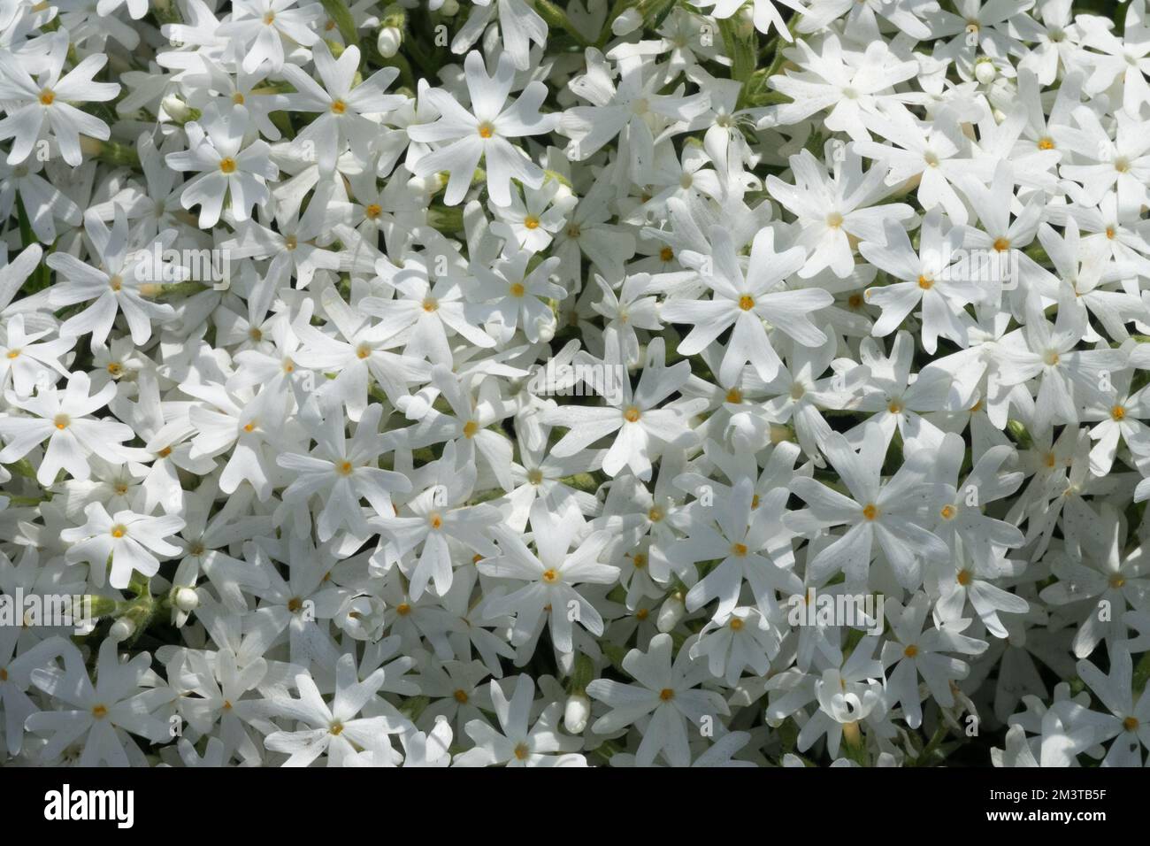 Phlox subulata fiocco di neve, Moss phlox, bianco, flox strisciante, fiocco di neve di Phlox, Fiori Foto Stock
