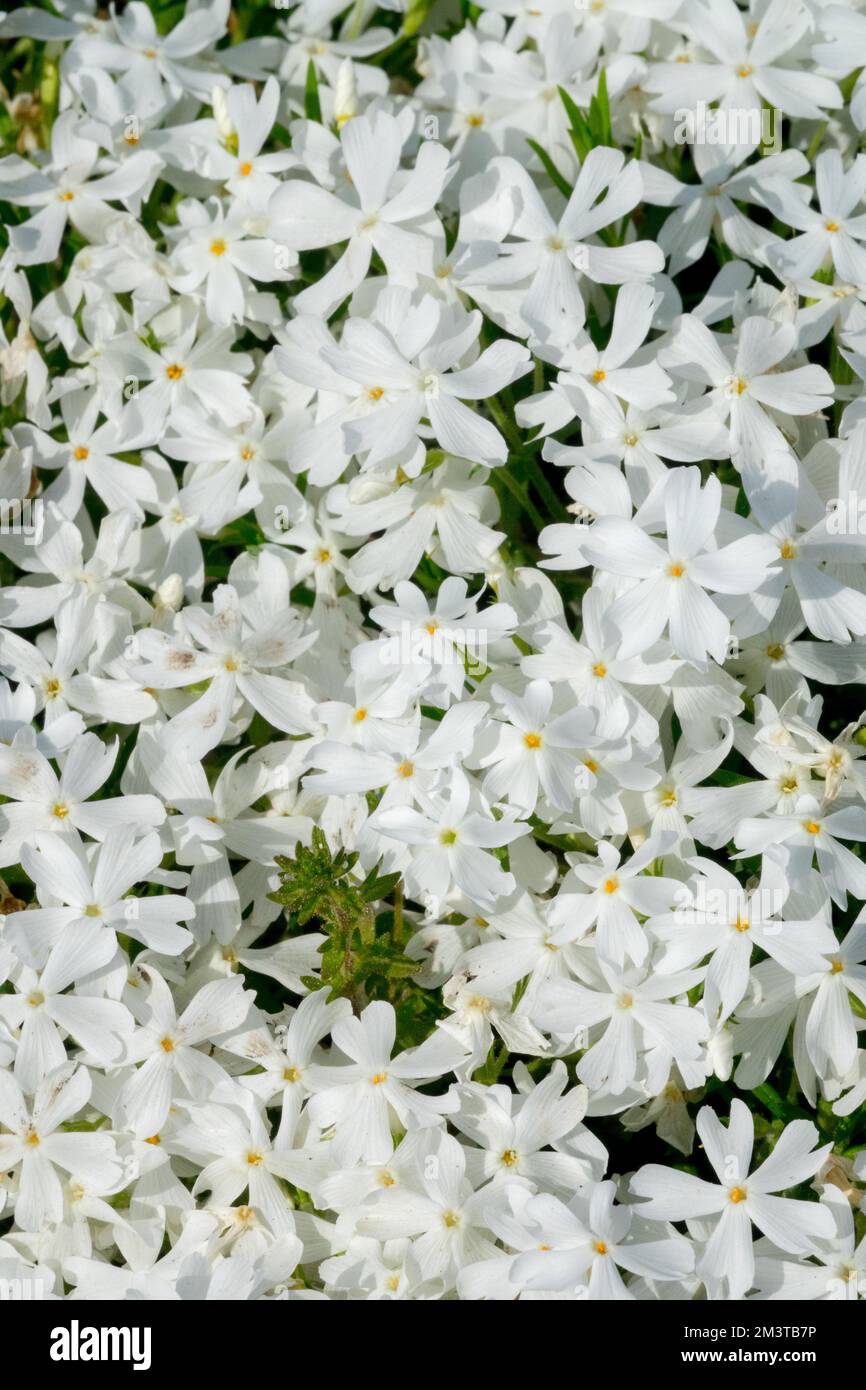Phlox subulata 'fiocco di neve', Moss phlox, White, flox strisciante, Phlox 'fiocco di neve', Fiori piccoli, fioriti, vivaci, fioriti Foto Stock