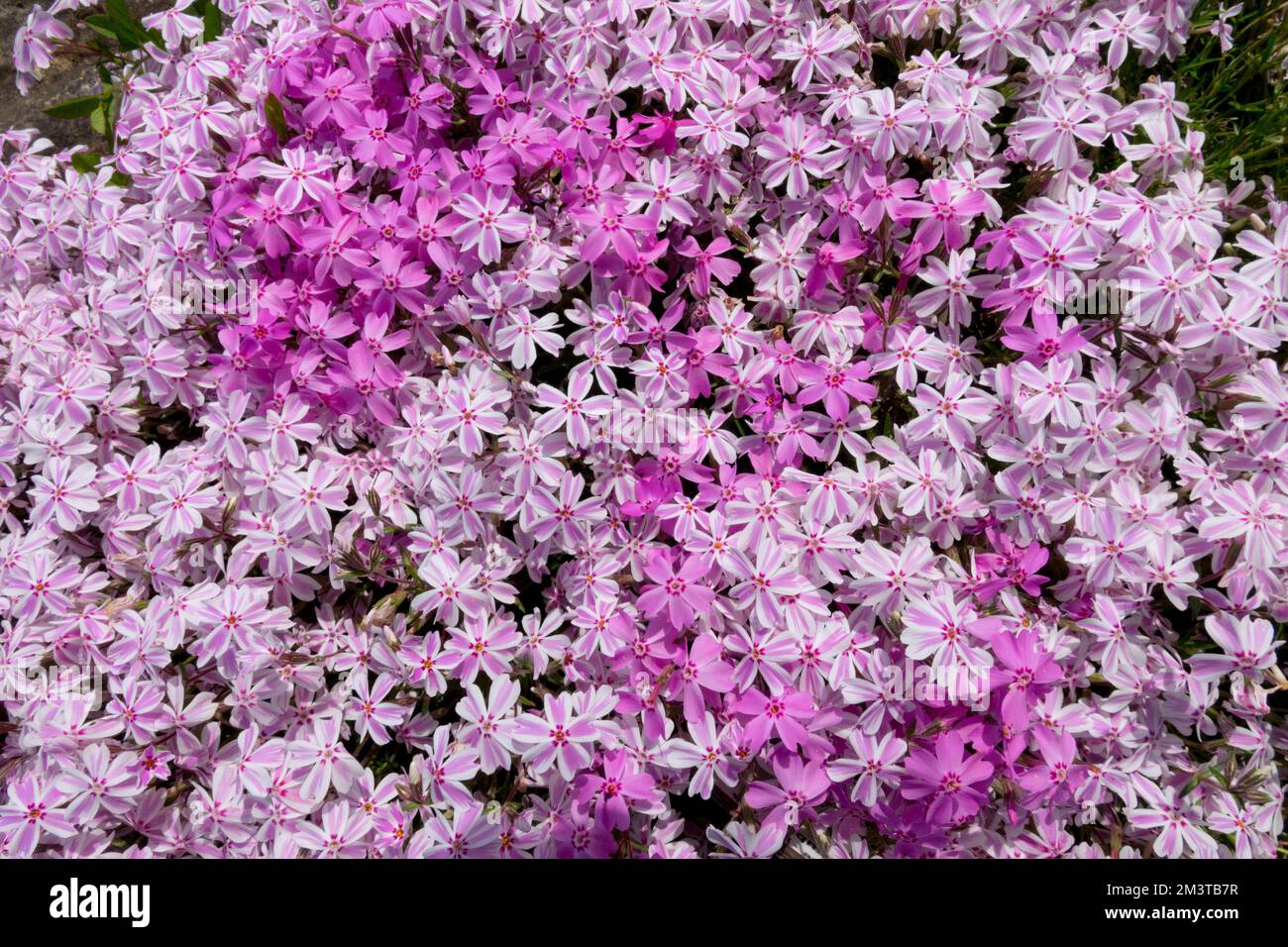 Floxes misto Phlox subulata strisce caramelle Zwergenteppich floxes strisciante fiori rosa brillante Foto Stock