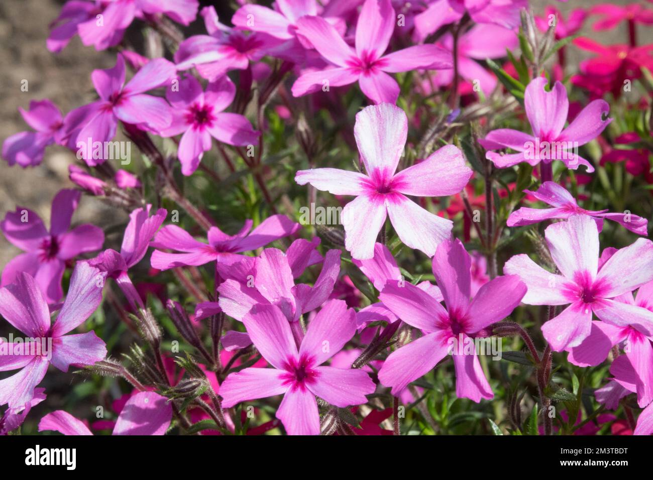 Woodland Phlox, Phlox divaricata 'Chattahoochee', Wild Sweet William, Forest Phlox, Pink Phlox, Flox strisciante, primo piano, Fiore Foto Stock