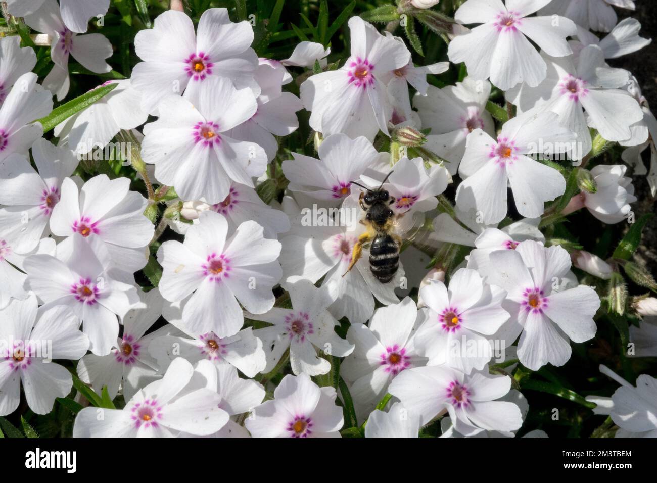 Bianco, Phlox subulata, Moss phlox, flox strisciante, flowering, Phloxes, Phlox subulata 'Pharao Red Eye' Insect Wasp Foto Stock