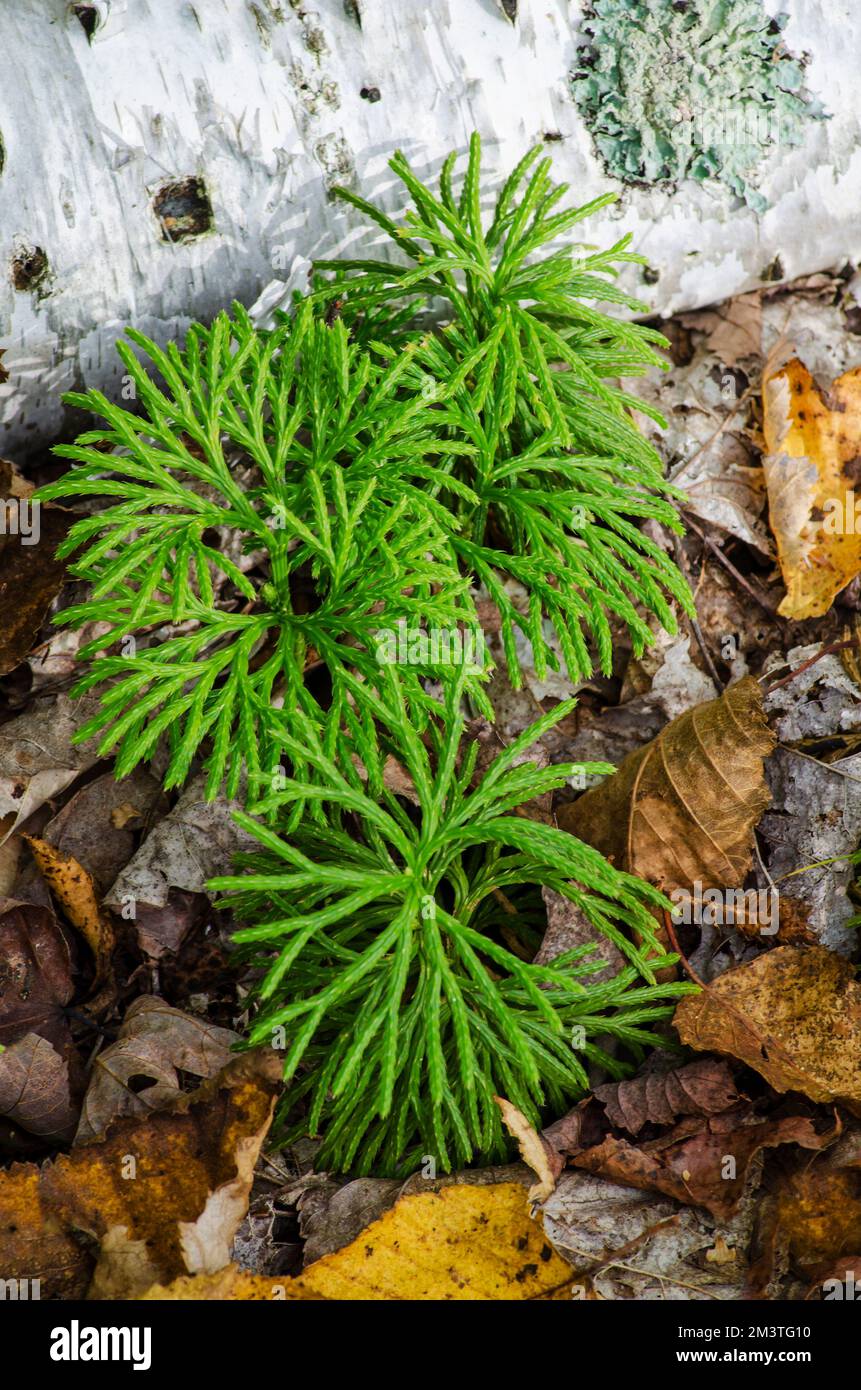 Licheni e un ceppo di betulla si trovano sul pavimento della foresta, Door County, Wisconsin Foto Stock