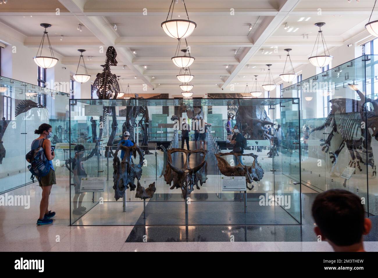 Sale fossili dell'American Museum of Natural History Museum di Manhattan, New York Foto Stock