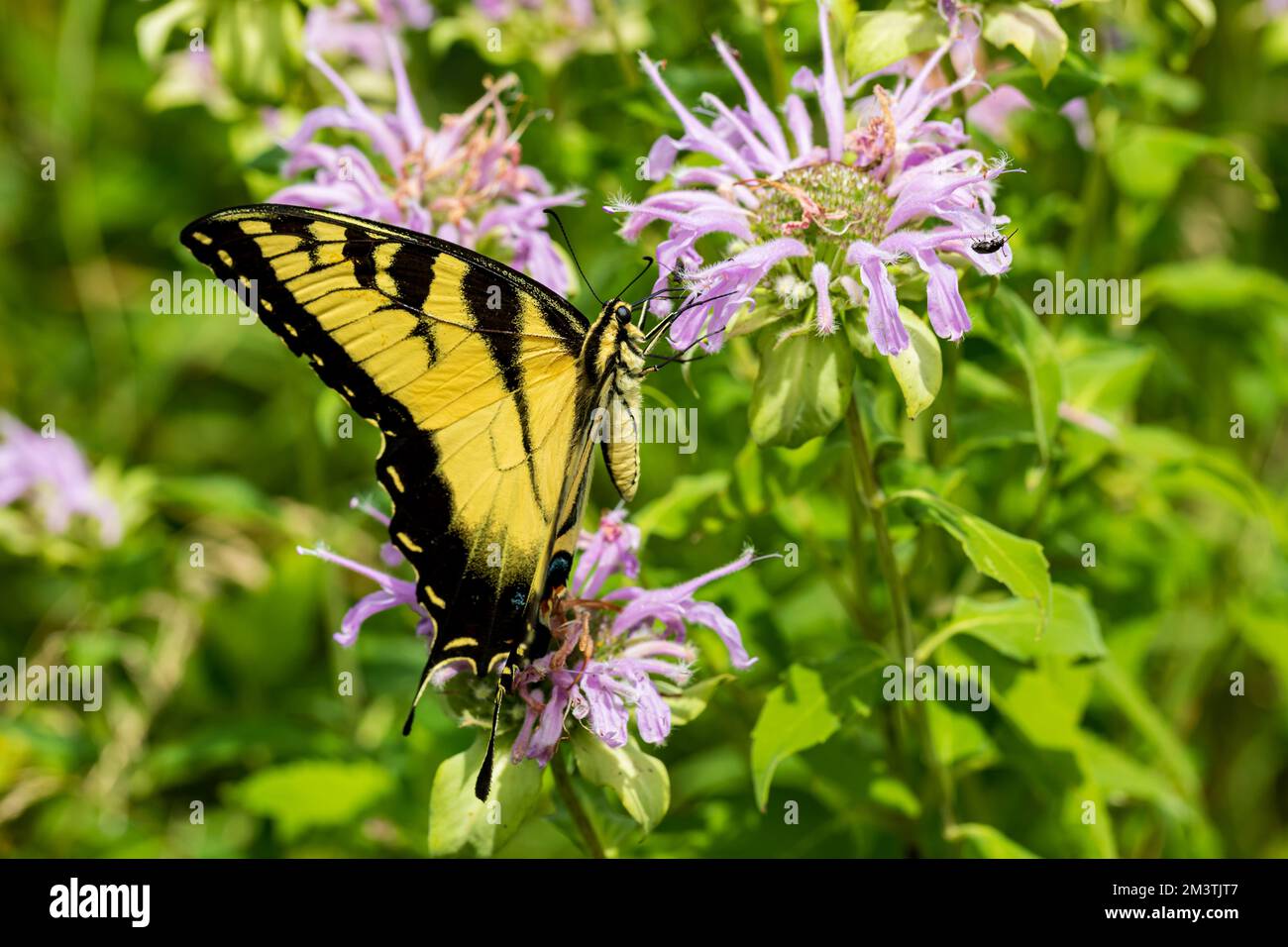 Primo piano della farfalla Swallowtail della Tigre orientale sul fiore selvatico del balsamo dell'ape. Insetto e la conservazione della natura, la conservazione dell'habitat, e giardino fiorito garde Foto Stock
