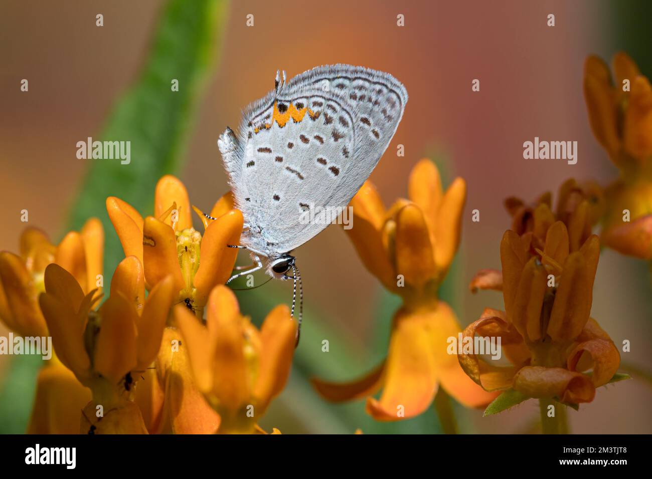 Primo piano della farfalla grigia Hairstreak nel giardino fiorito. Insetto e la conservazione della natura, la conservazione dell'habitat e il concetto del giardino del fiore del cortile. Foto Stock