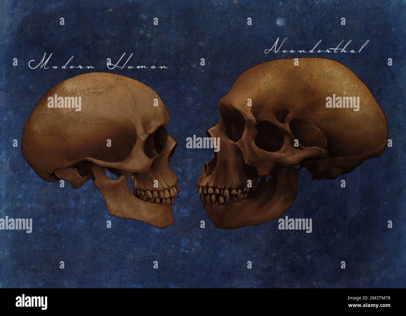 Neanderthals Arcaico cranio umano vs moderno * cranio umano confronto Studio d'arte Old Textured Paper Vintage Antique Poster (Vintage Version) Foto Stock