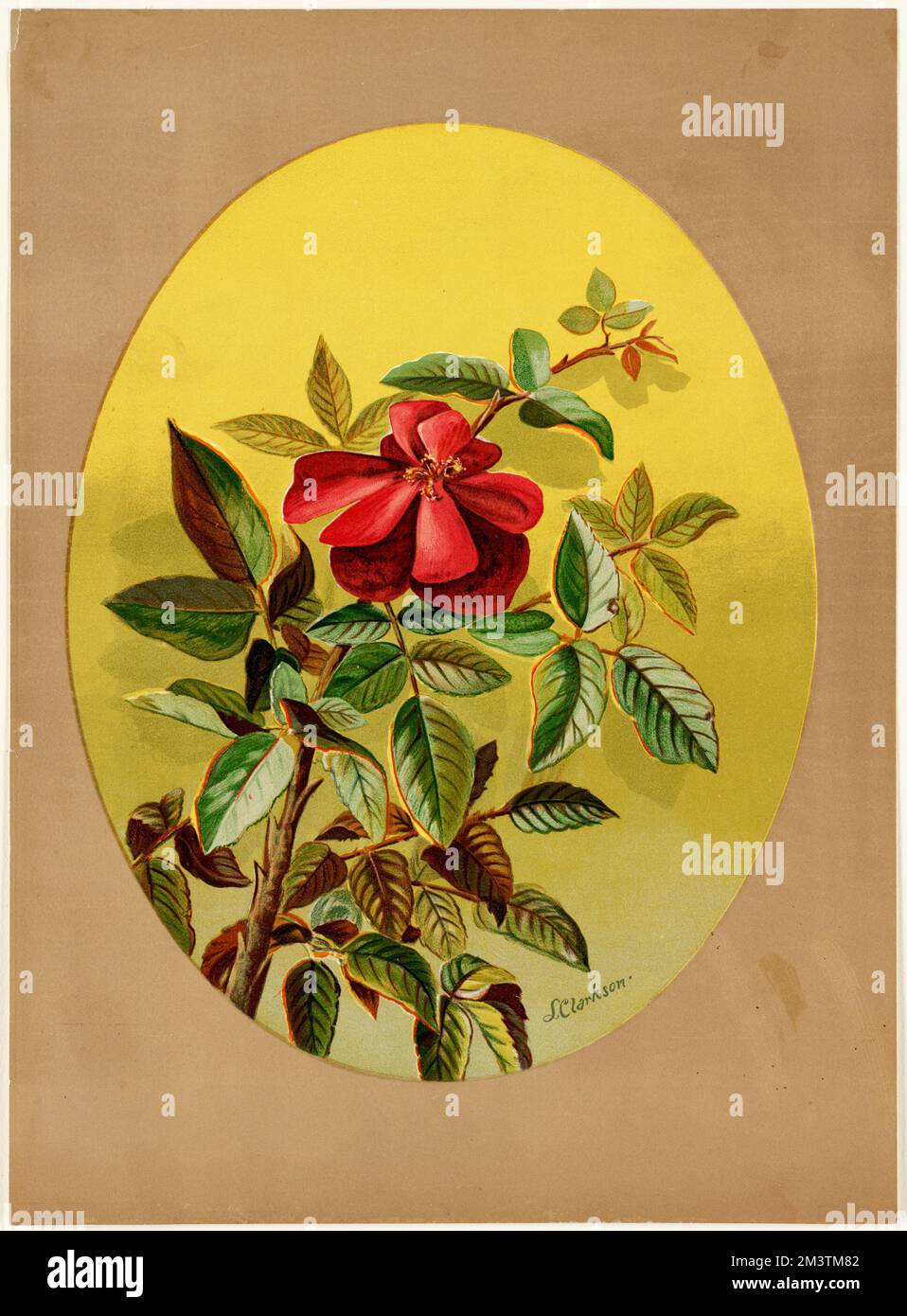 Rosa rossa singola (composizione ovale), Roses. Louis Prang & Company Collection Foto Stock