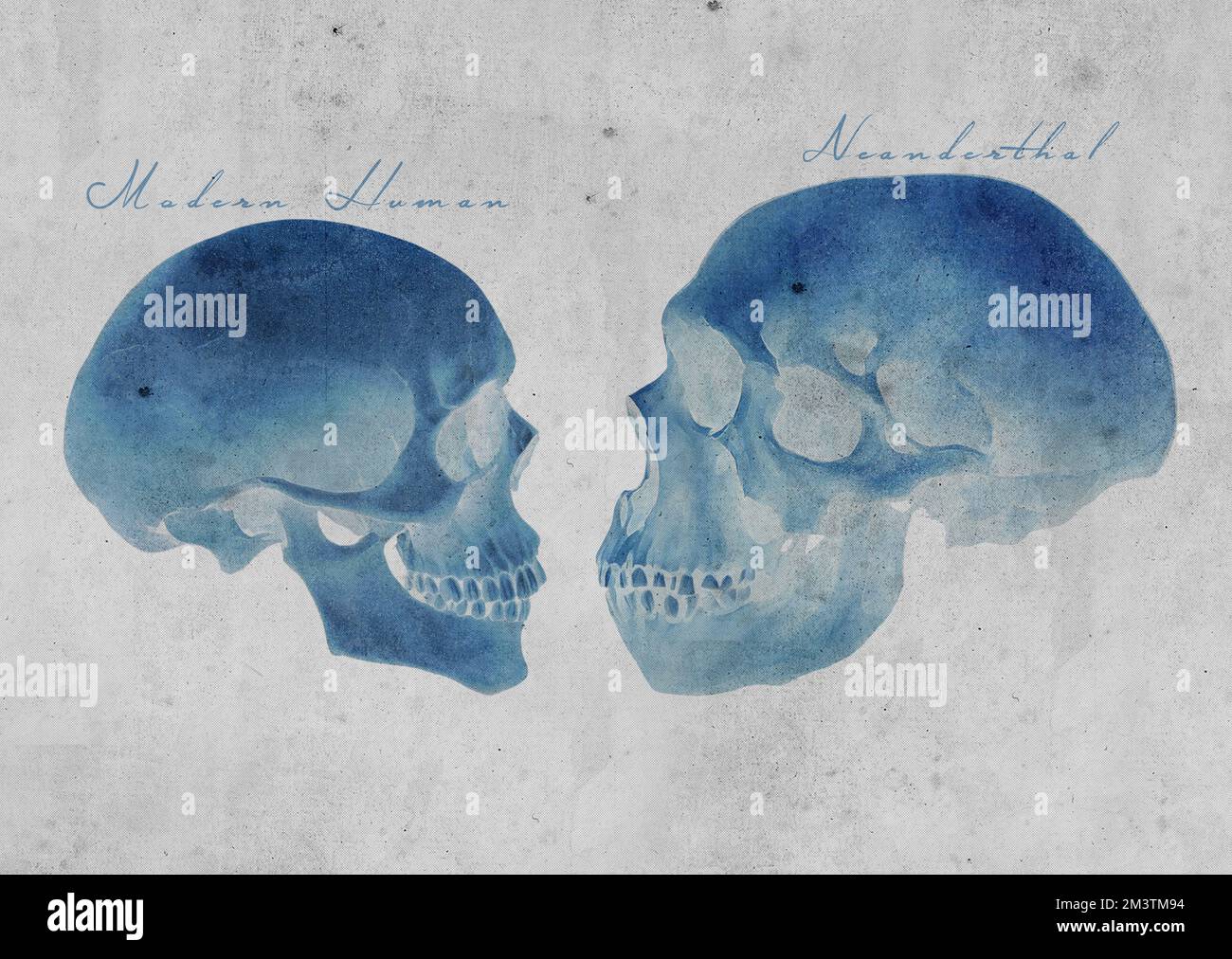 Neanderthals Arcaico cranio umano vs moderno * cranio umano confronto Studio d'arte Old Textured Paper Vintage Antique Poster (Vintage Version) Foto Stock