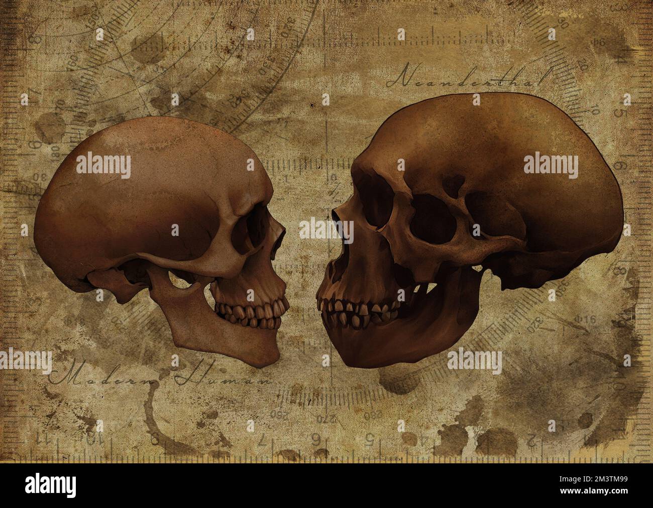 Neanderthals Arcaico cranio umano vs moderno * cranio umano confronto Studio d'arte Old Textured Paper Vintage Antique Poster (Vintage Version) Foto Stock