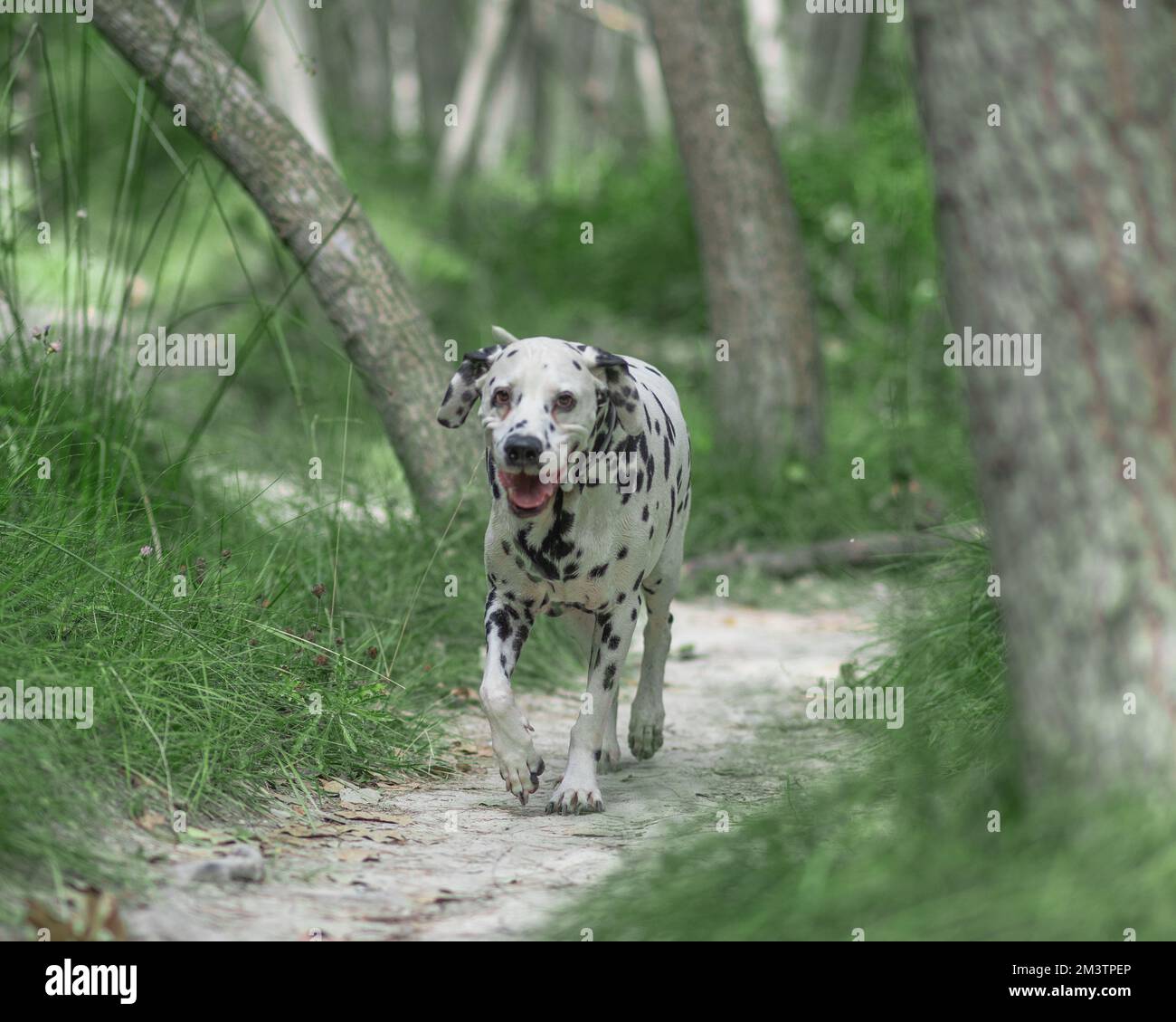 Un bel cane dalmata che cammina su un ponte di legno Foto Stock