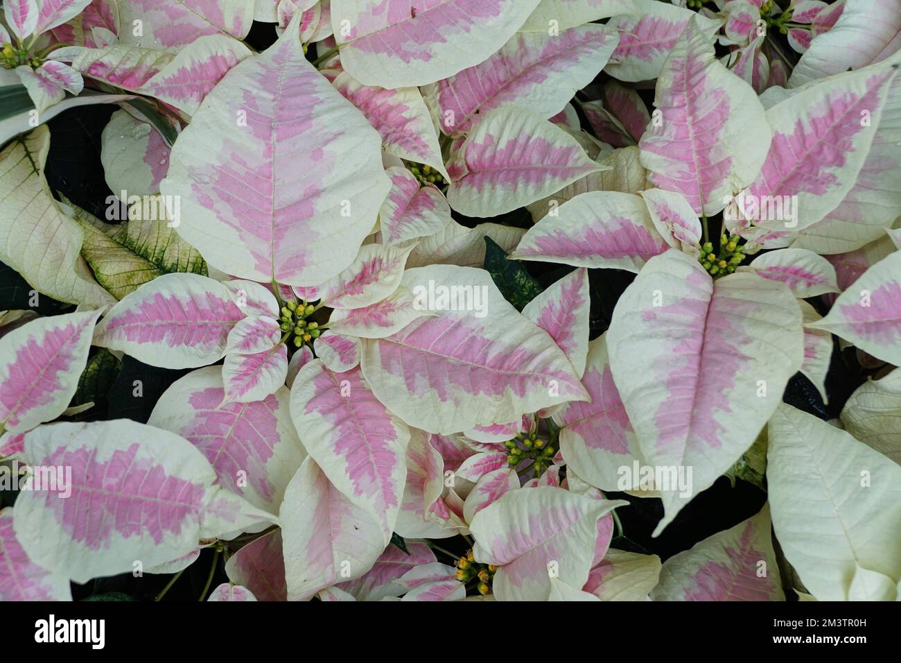 Bella rosa e bianco Natale bellezza marmo Poinsettia Foto Stock
