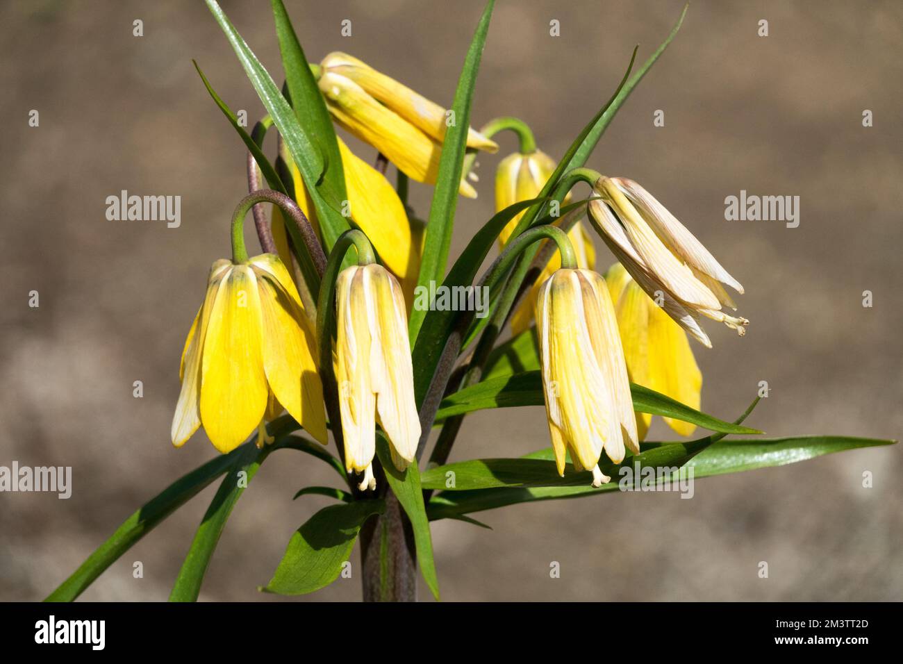 Crown Imperial Fritillary, Fritillaria imperialis 'Vivaldi', Giardino dei Fiori, Fiore, Primavera Foto Stock