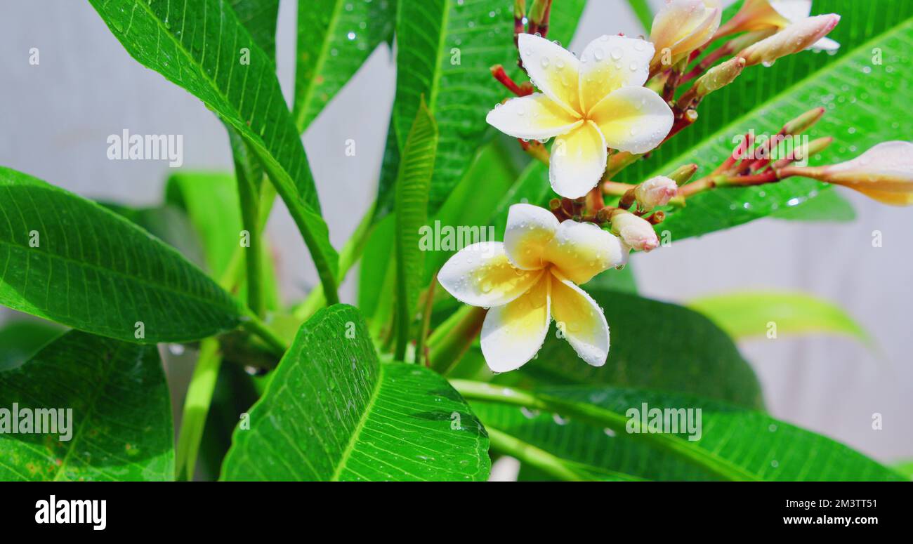 Fiori tropicali fiorenti sul ramo verde dell'albero dopo la pioggia in sole luminoso su sfondo bianco. Bella coloratissima plumeria frangipani gemme in gocce Foto Stock