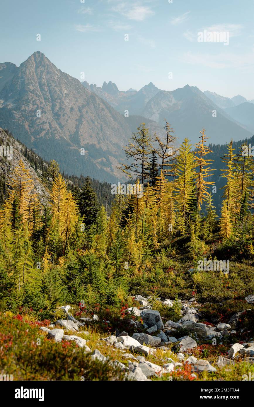 Splendido autunno giallo verde colori di alberi di Larice bello su Maple Pass escursione nelle altitudini elevate del nord Washington Cascades Natio Foto Stock