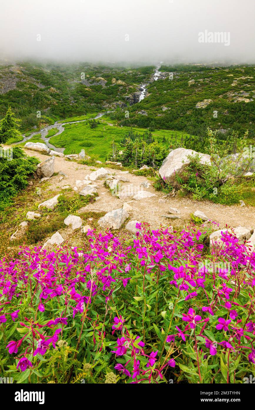 Nebbia maltempo; Tall Fireweed; Evening Primrose; lungo la South Klondike Highway; British Columbia; Canada Foto Stock