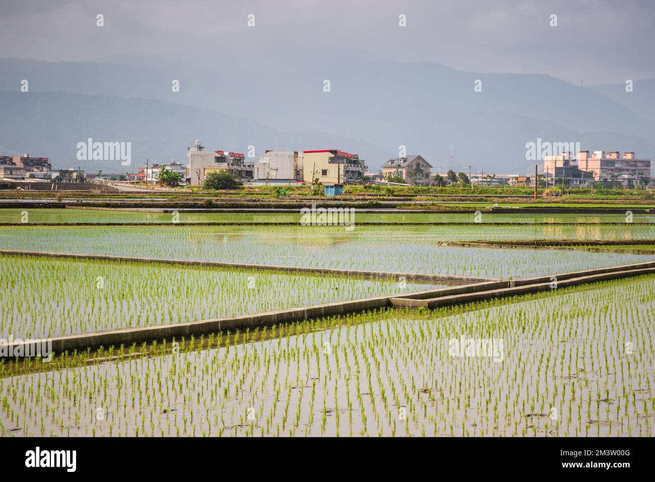 Risaie con edifici e Xueshan si trovano sullo sfondo della contea di Yilan, Taiwan Foto Stock