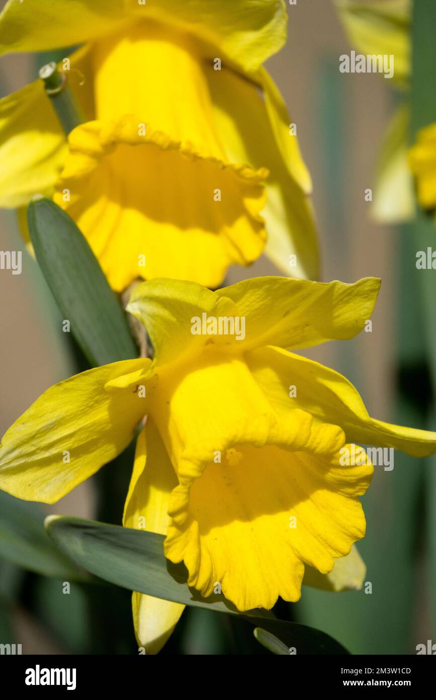Daffodil, Ritratto, Narcissus Fiore Narcissus 'Dutch Master' Foto Stock