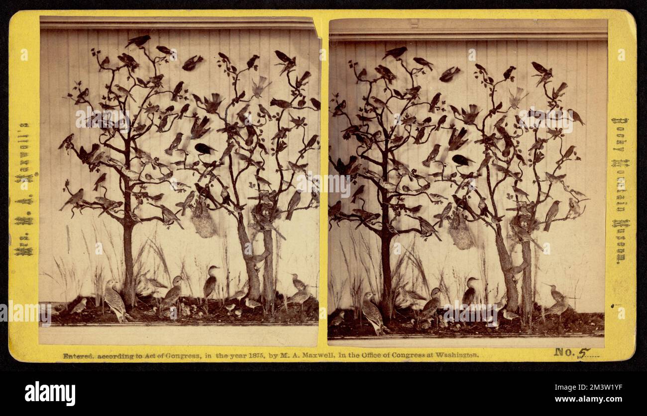 Esemplari di uccelli tassidermiati appollaiati sugli alberi in mostra al Museo delle Montagne Rocciose della signora M. A. Maxwell, Birds, Taxidermy, Maxwell, Martha, 1831-1881 Foto Stock