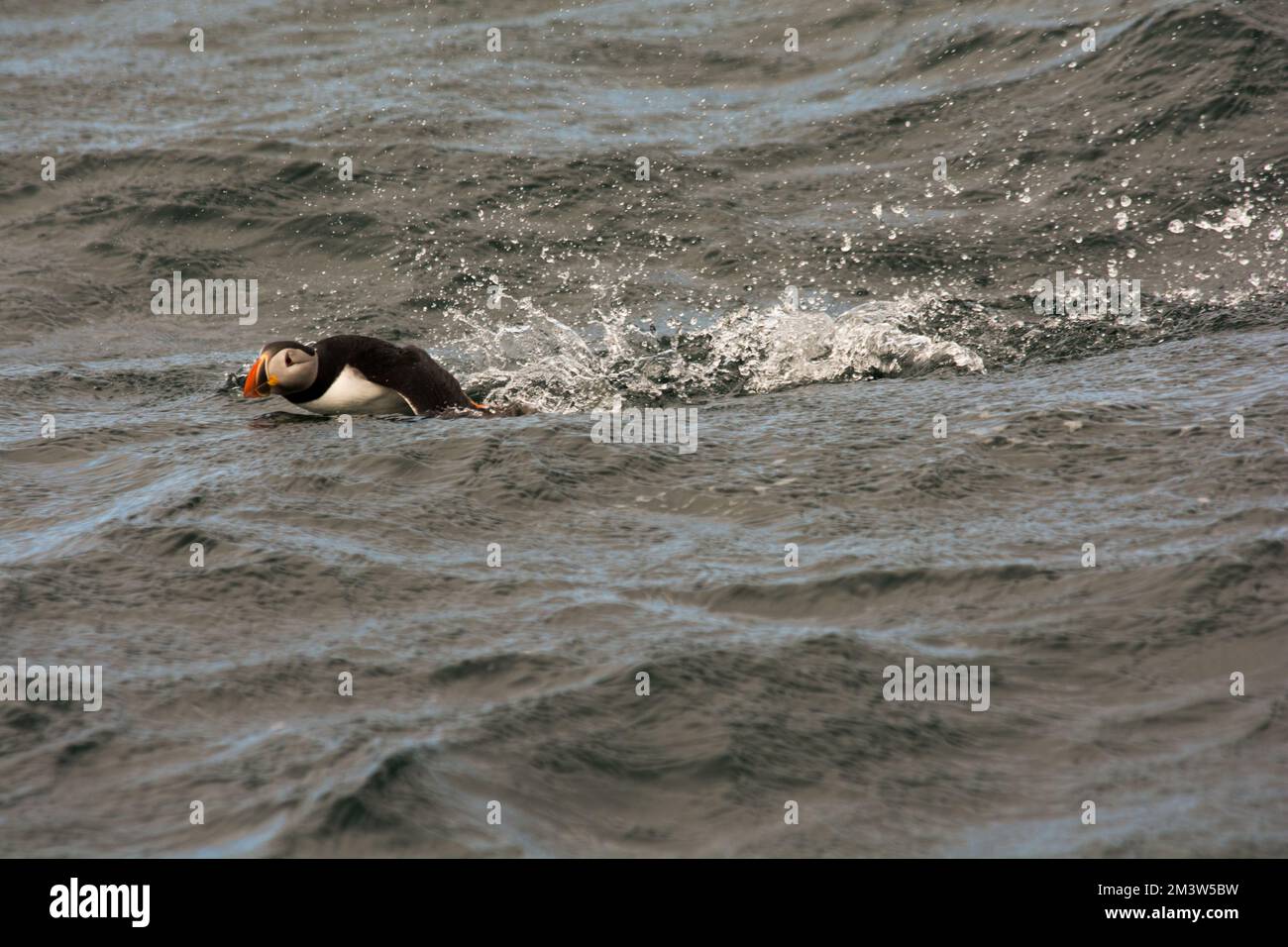 Puffin Atlantico atterra sulle onde del mare norvegese al largo della costa dell'isola di Andøya nel mare norvegese. Foto Stock