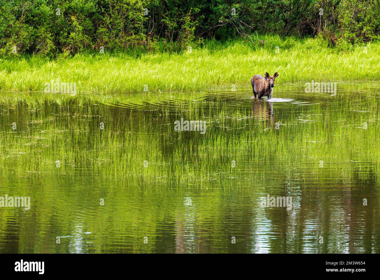 Young bull Moose (Alces alces) nutrirsi sulla vegetazione del lago; Dease Lake; lungo Stewart-Cassiar Highway; British Columbia; Canada Foto Stock