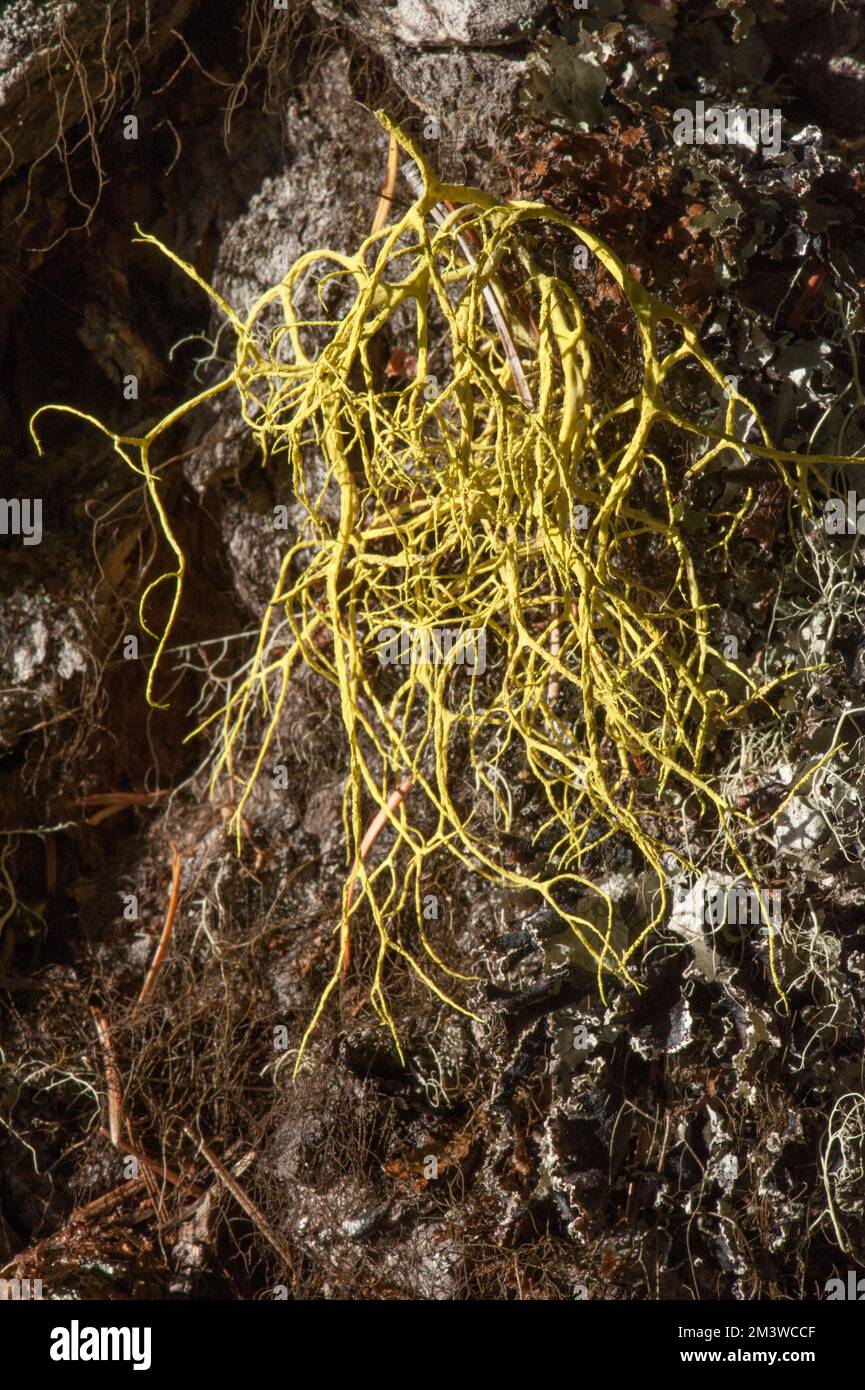 Wolf Lichen (Letharia Vulpina) nelle Cascades Mountains dell'Oregon Foto Stock