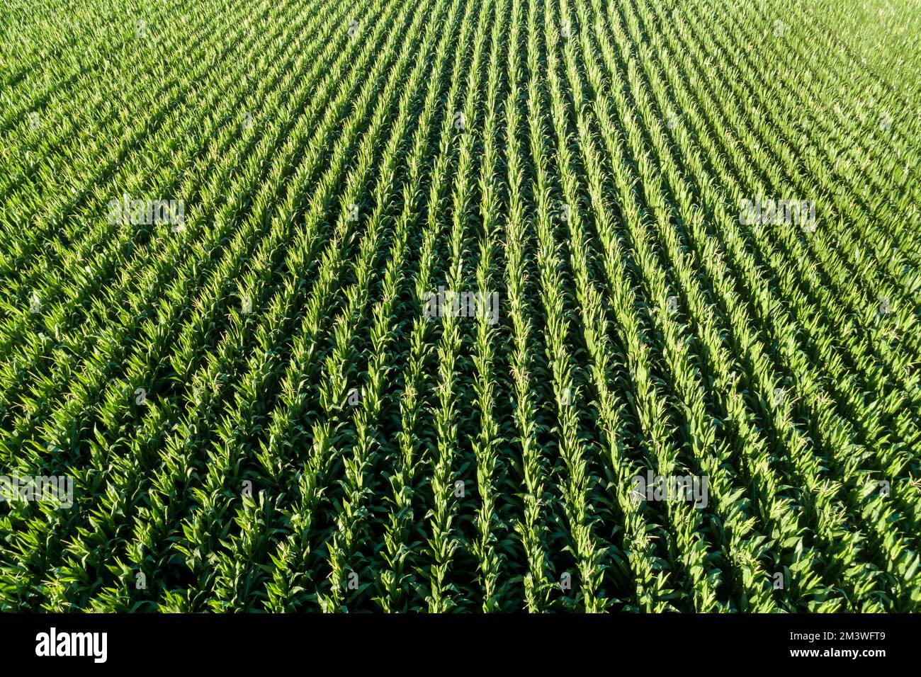 file di un campo di mais Foto Stock