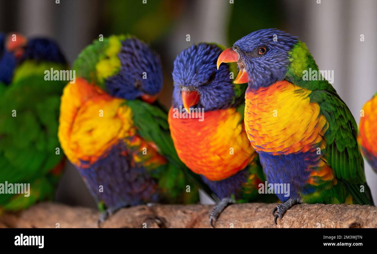 Primo piano di un gruppo di colorati lorichetti arcobaleno - uno con becco aperto Foto Stock