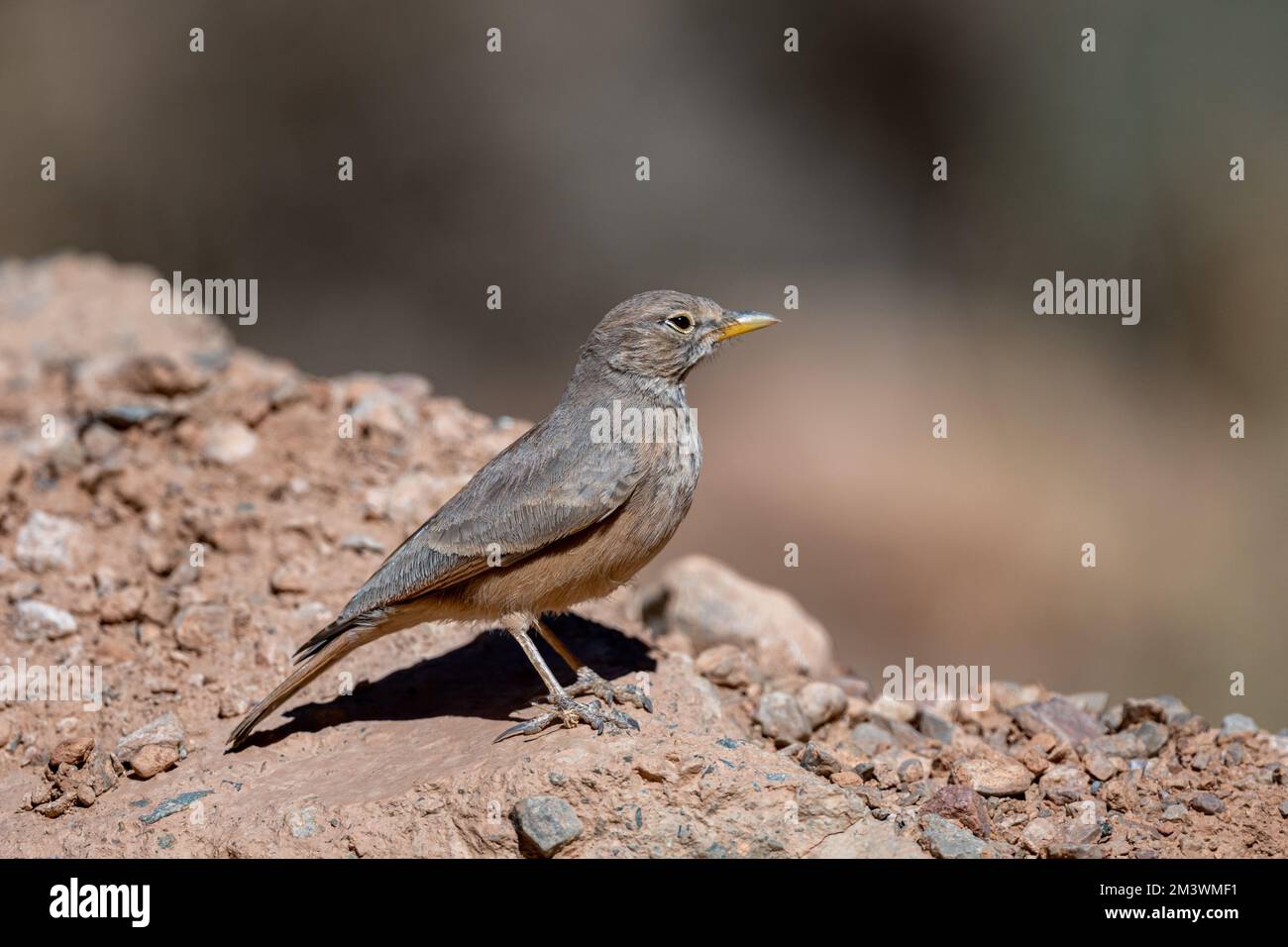 Larice desertico, Ammomanes deserti. Un uccello comune del deserto. Foto Stock