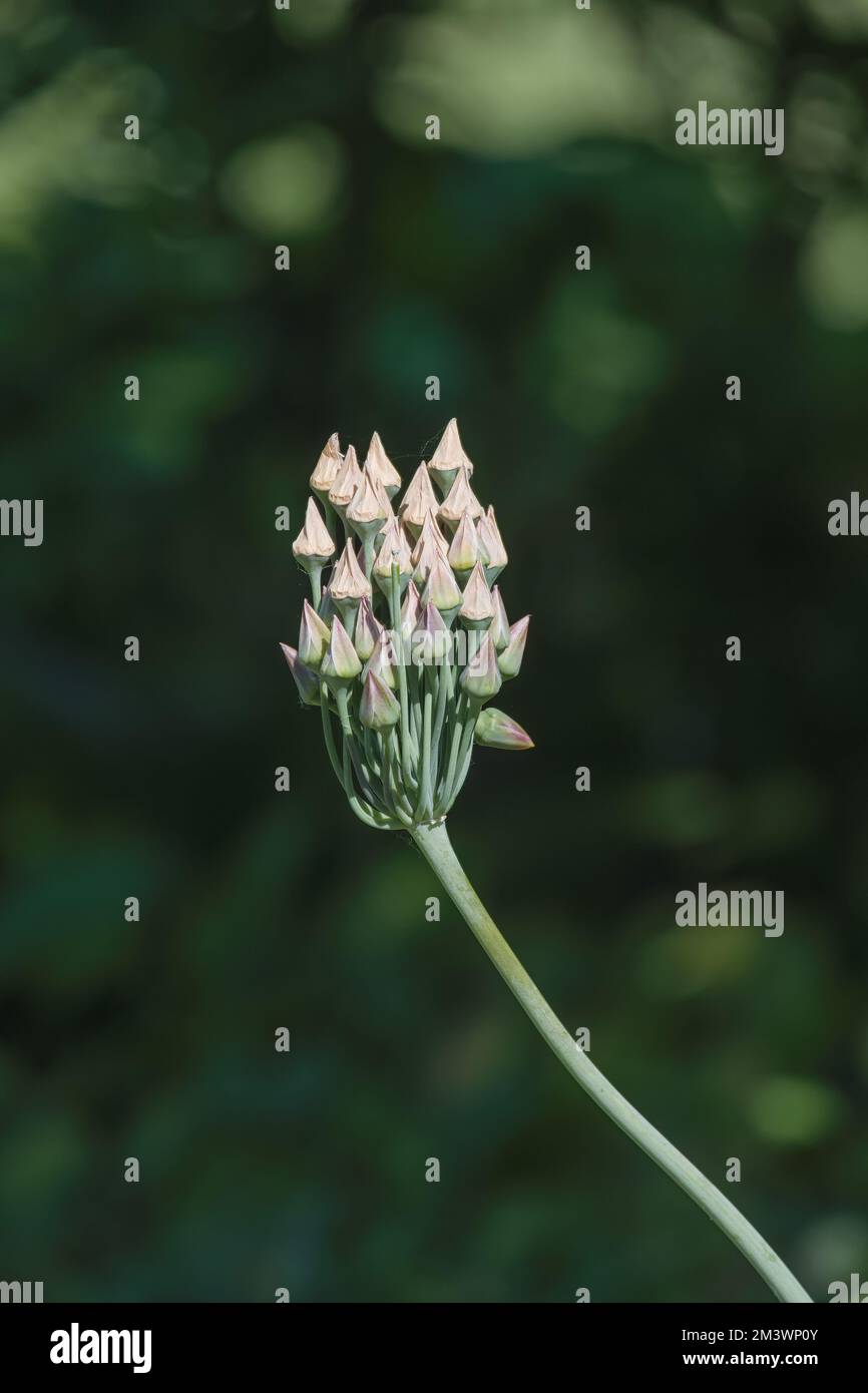 Aglio miele siciliano (Allium siculo), Germania Foto Stock