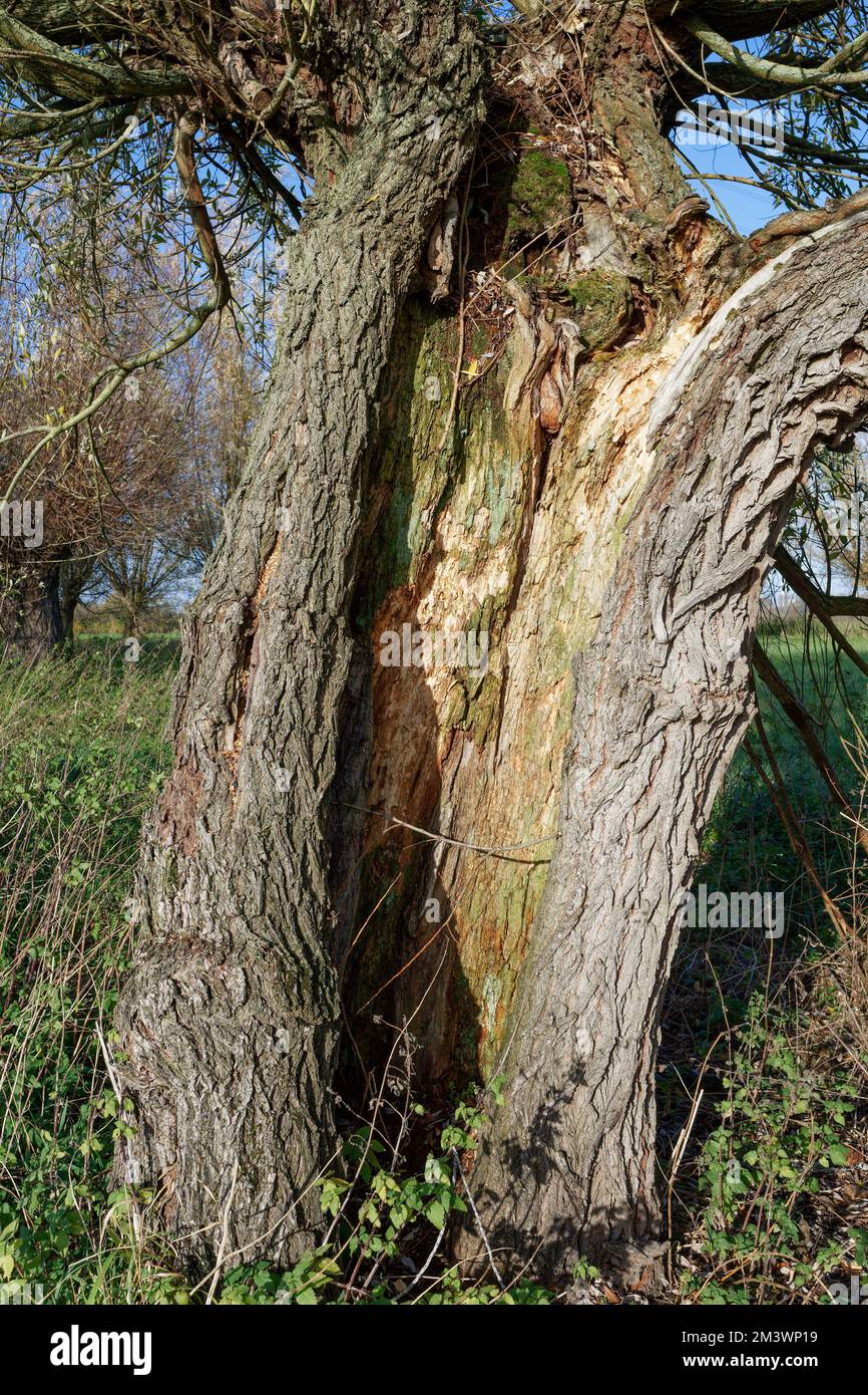 pollard Willow (Salix), Renania, Germania Foto Stock