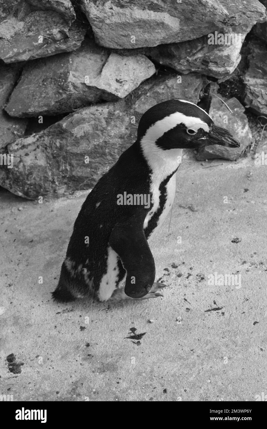 Un primo piano verticale di un pinguino africano con piumaggio bianco e nero in piedi per terra Foto Stock