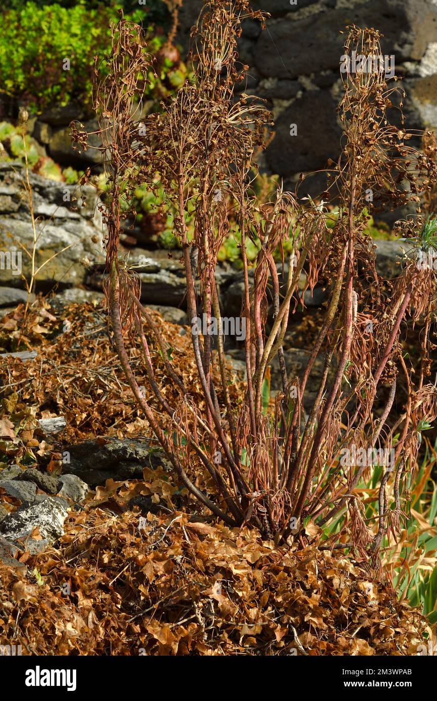 Spurge, Euphorbia sp. Parco naturale di Haut Languedoc, Herault , Francia meridionale pianta morta con Ivy morto, Hedera elica, causata da calore estremo e ov Foto Stock