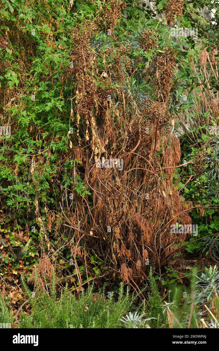Spurge, Euphorbia sp. Parco naturale di Haut Languedoc, Herault , Francia meridionale pianta morta causata da calore estremo e oltre 3 mesi di siccità a causa di Foto Stock