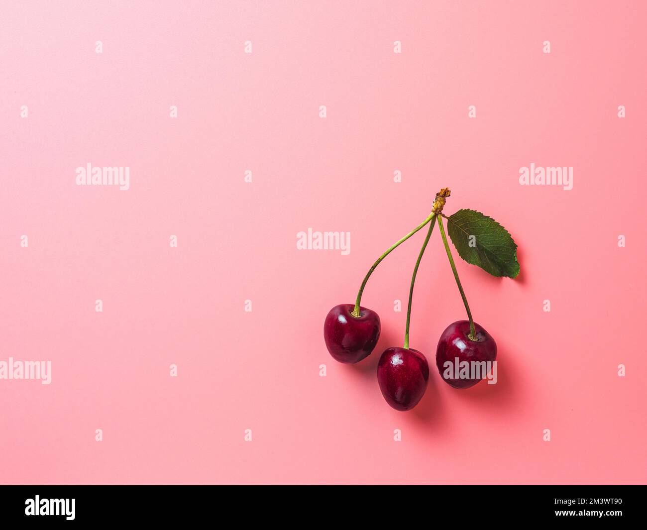 Ciliegio su sfondo rosa. Mazzo fresco maturo di ciliegia dolce con 3 bacche e foglia verde con spazio copia a sinistra. Orizzontale. Mangiare sano, veganismo e concetto estivo Foto Stock