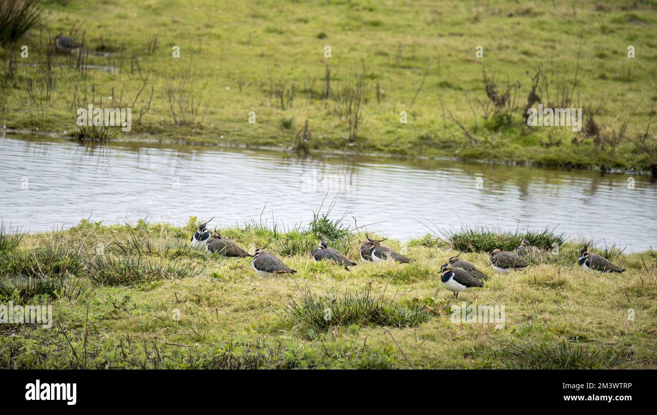 Lapwings aka Northern Lapwings in inverno sul lungofiume, Regno Unito. Vanellus vanellus. Foto Stock