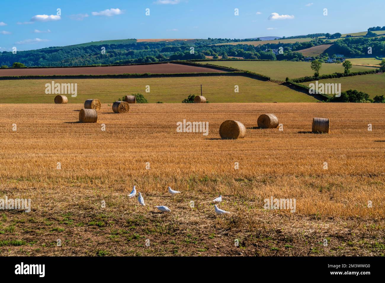Balle di fieno e colombe bianche scena paese inglese come bobine di cotone Foto Stock