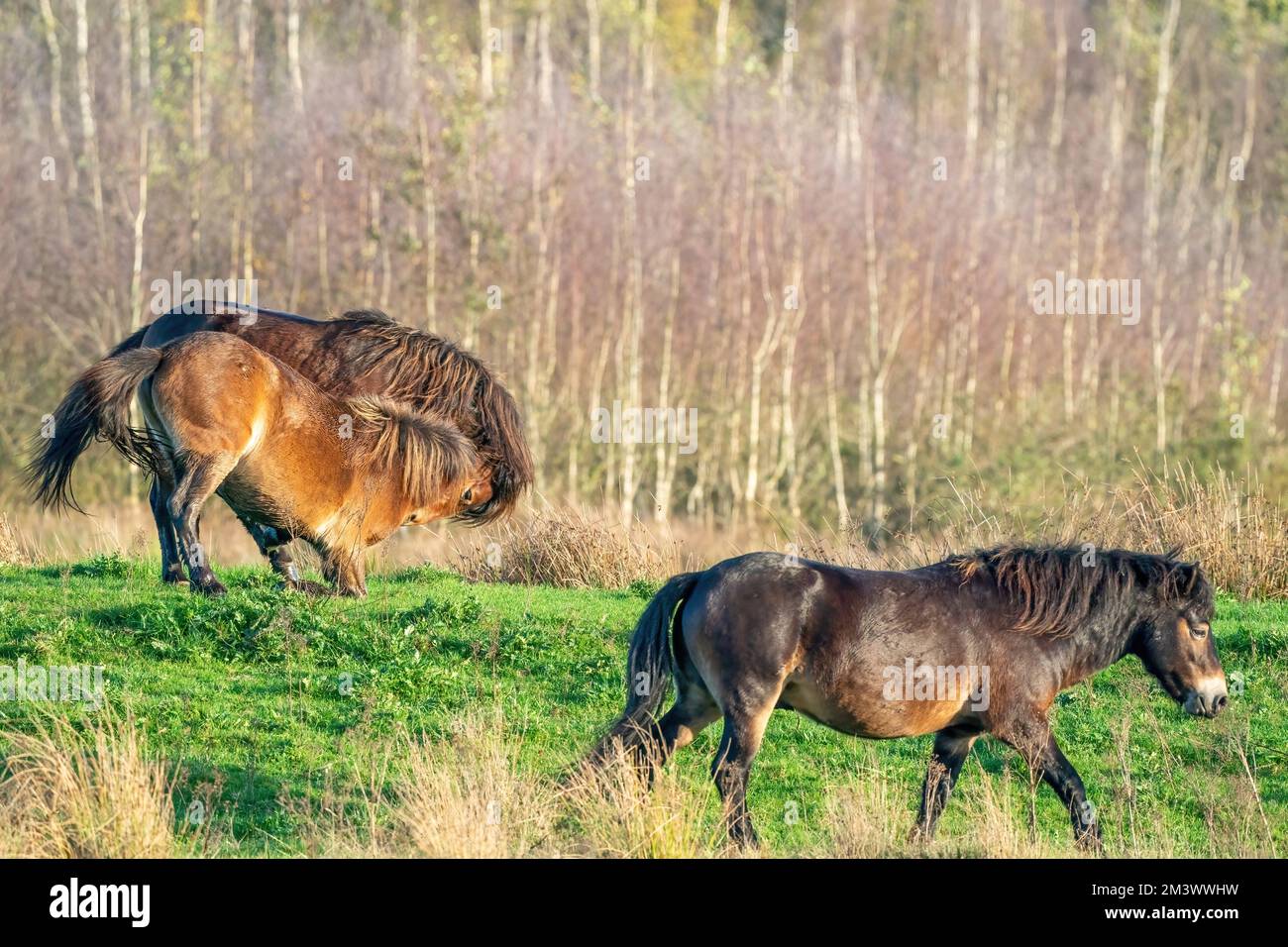 Due pony exmoor bruni combattenti, contro una foresta e lo sfondo di canne. Mordente, aring e colpire. parte di un cavallo in primo piano. Selettivo Foto Stock