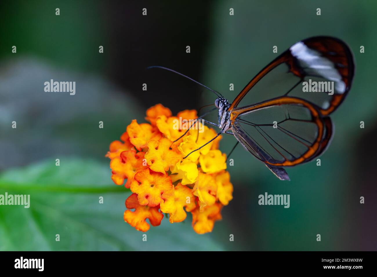 Una farfalla di vetro che si nutrono sul nettare del fiore occidentale indiano di lantana nel giardino con sfondo sfocato Foto Stock