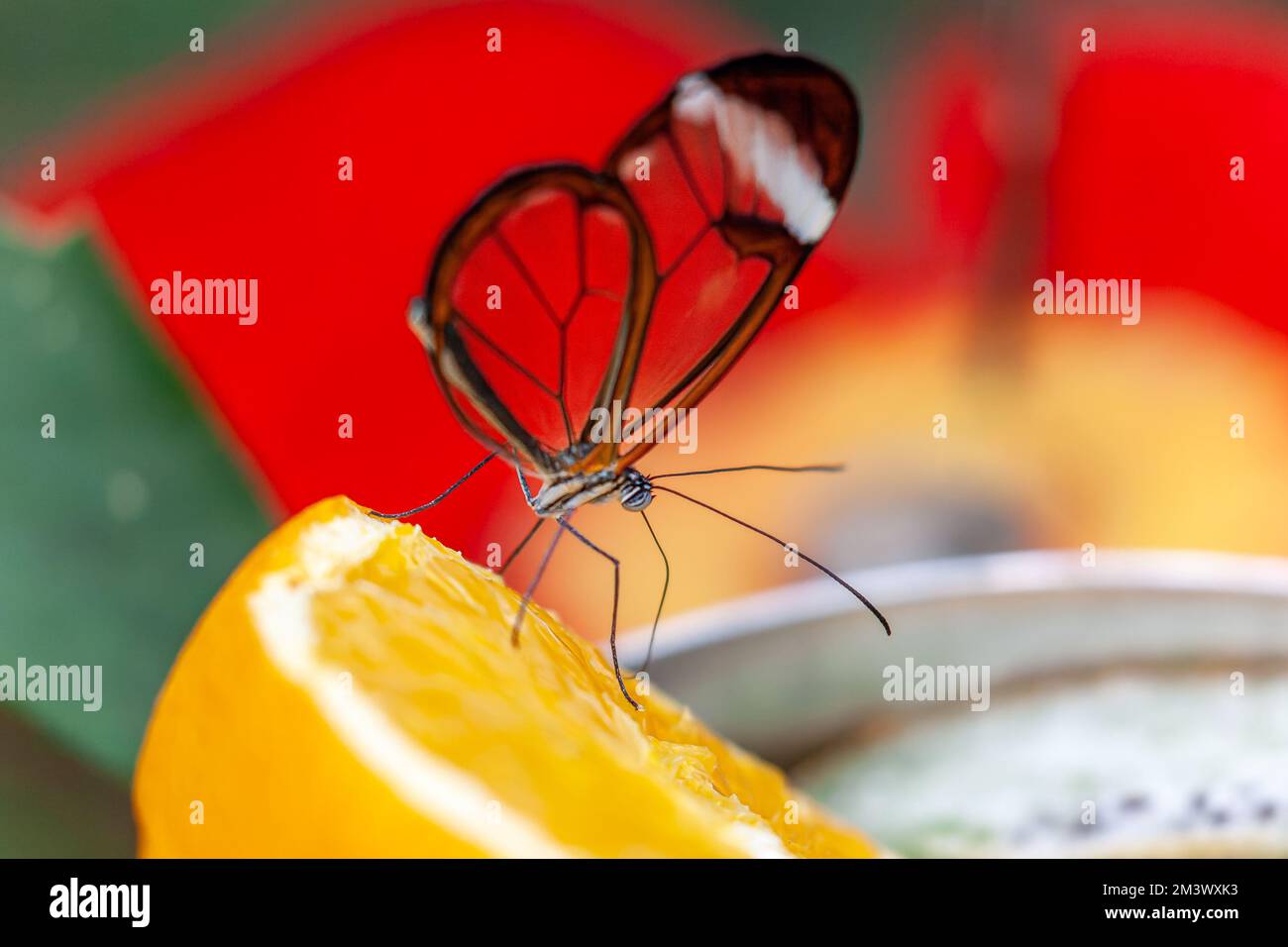 Una farfalla di vetro che fora su una fetta di frutta arancione con sfondo sfocato Foto Stock