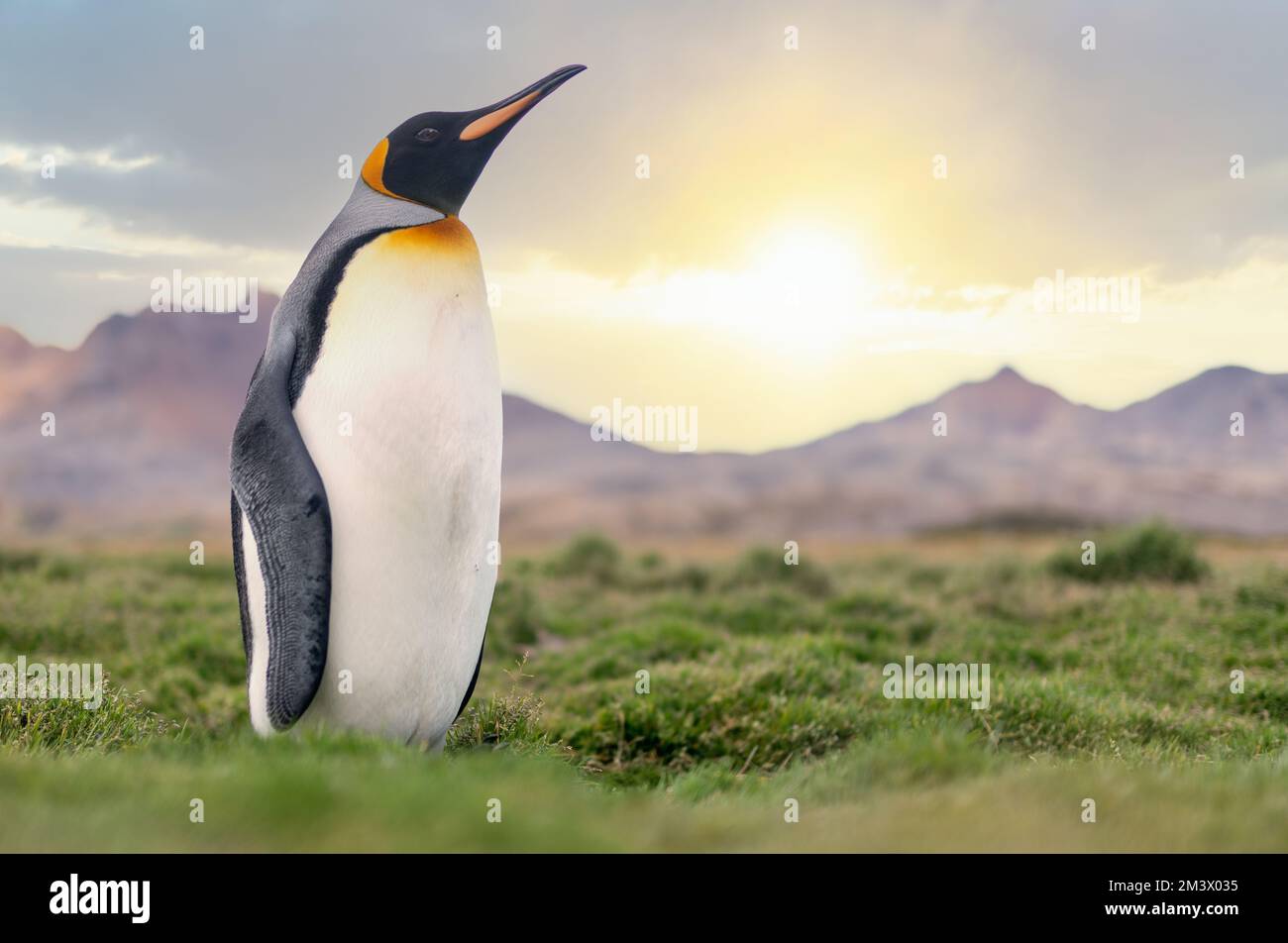 Singolo, pinguino reale pinguino reale (APTENODYTES PATAGONICUS) nel suo ambiente naturale sulla terra nella Georgia del Sud Foto Stock